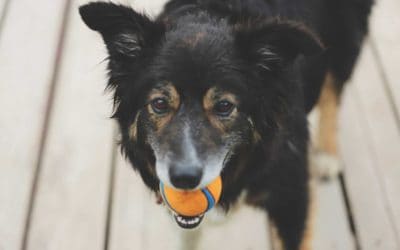 9 TIPS FOR CHOOSING A BOARDING KENNEL FOR YOUR DOG
