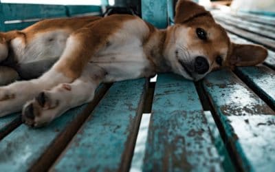 Heat stress, dehydration and sunburn in dogs