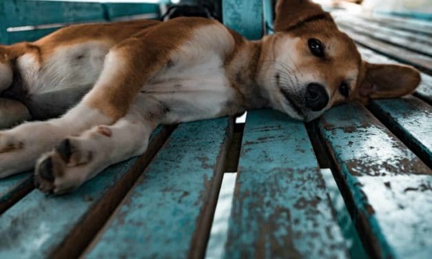 Heat stress, dehydration and sunburn in dogs