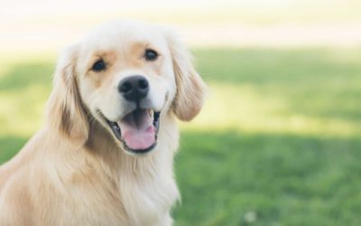 Dogs with lymphoma are needed for anti-cancer drug trial