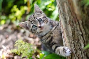 why kittens like to play and scratch