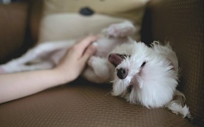 Gina Collins’ top tips for choosing a dog sitter