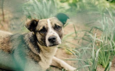 Summer dangers, snake and tick bites in dogs