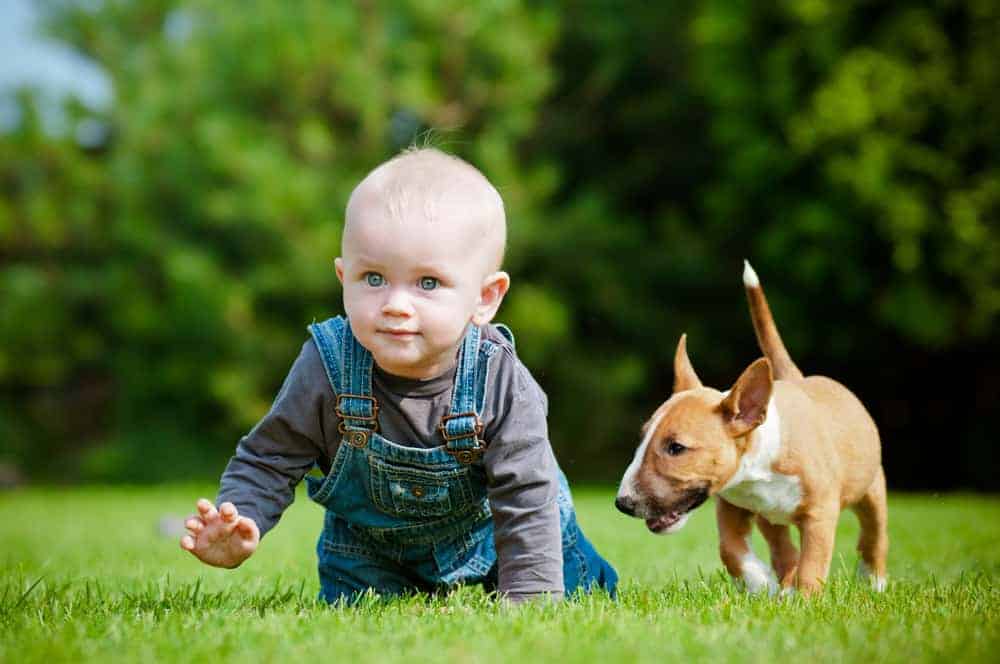 How to introduce your baby to a puppy or adult dog podcast.