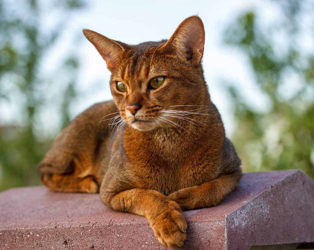 Abyssinian cat breed profile