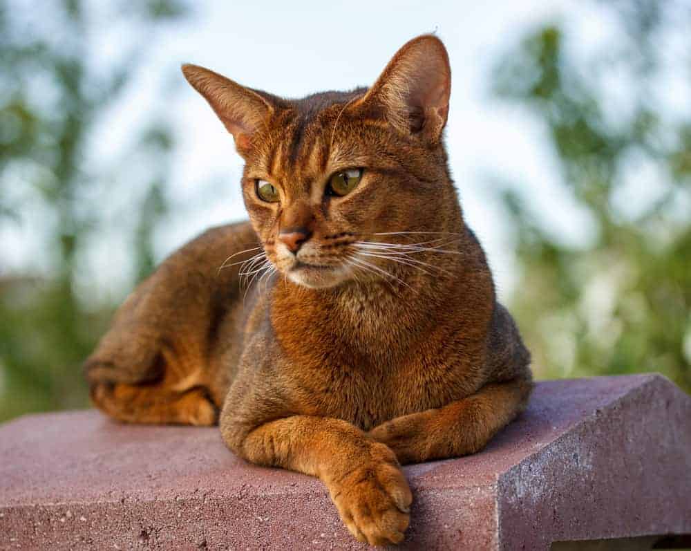 Abyssinian Cat breed profile - Pets4Life Dog Training