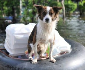 Disaster preparation for pets