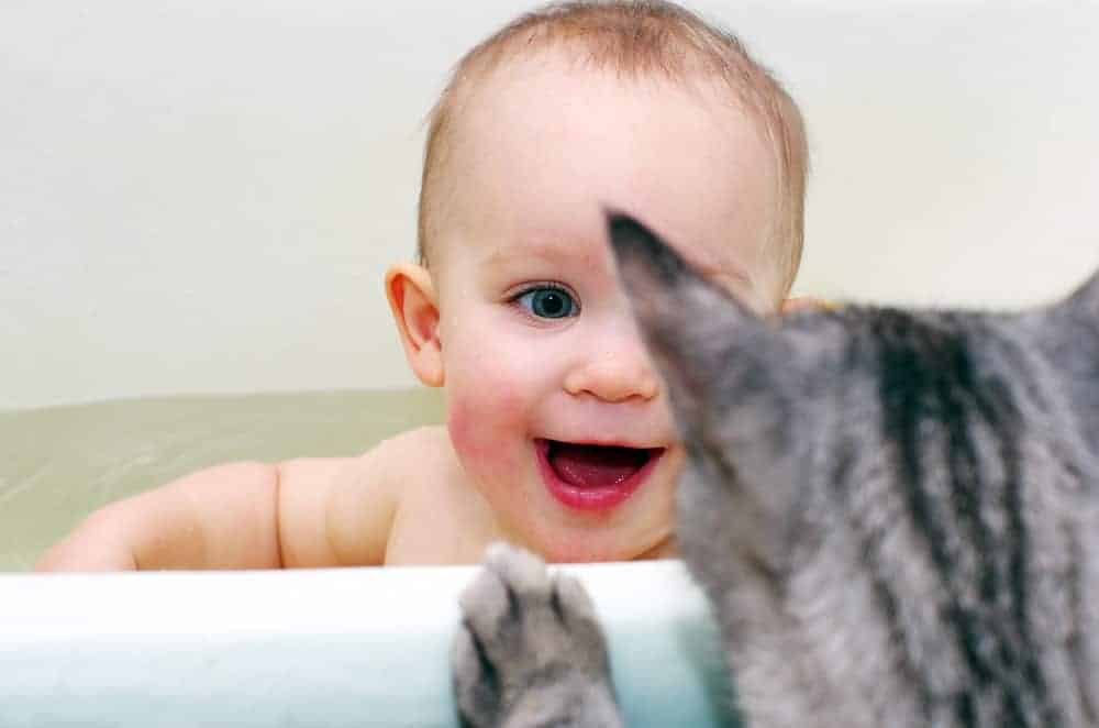 How to introduce your baby to a kitten or adult dog podcast