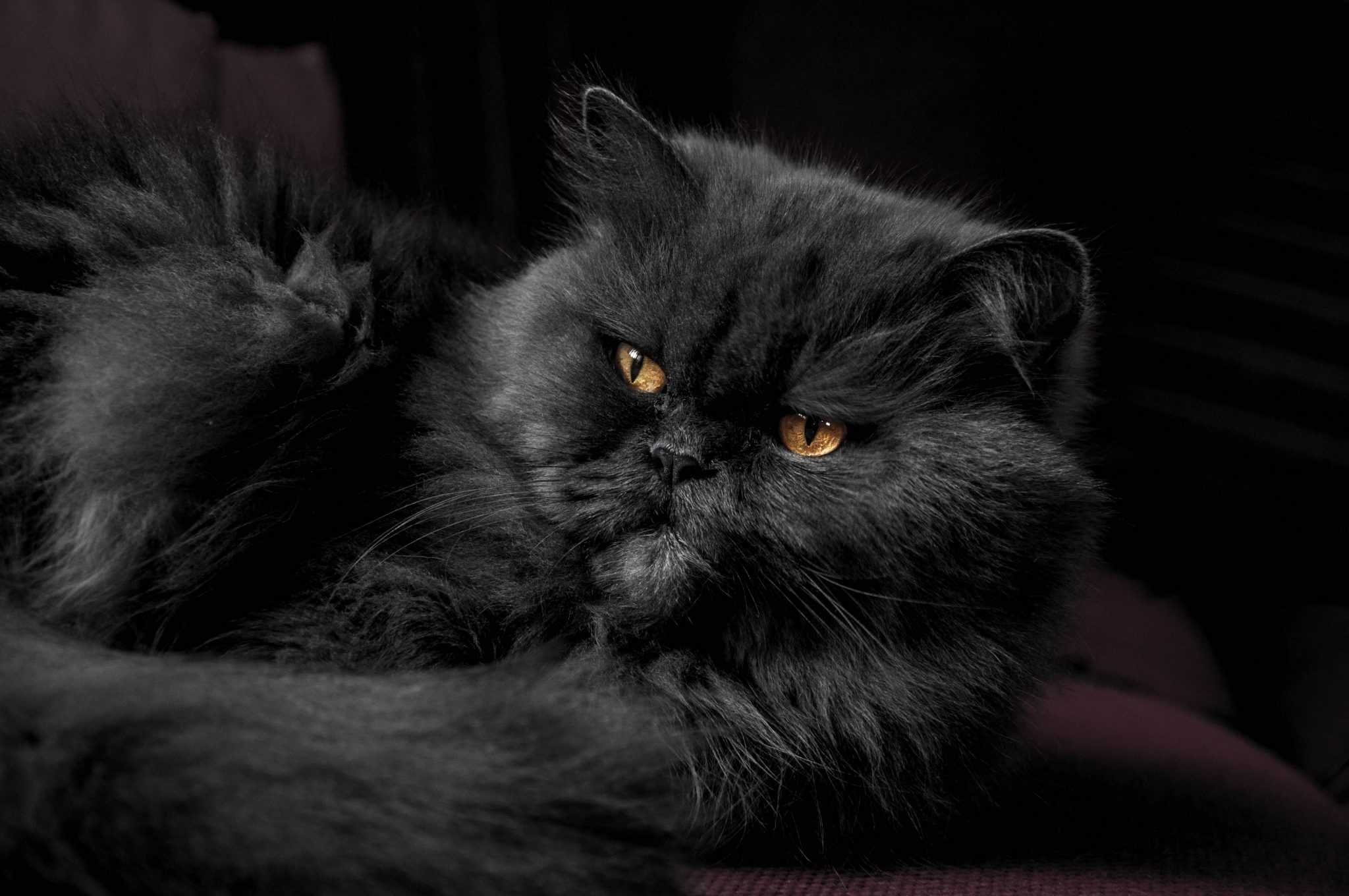 Persian Cat Breed Profile - Pets4Life Dog Training