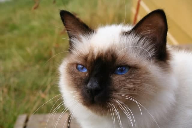 Birman cat breed profile - Pets4Life Dog Training