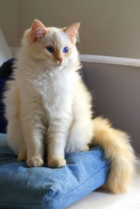 Ragdoll cat breed profile
