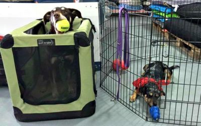 Keep your dog entertained with KONG toys for dogs