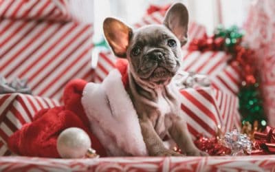 Surviving Christmas and pets, keep everyone happy!