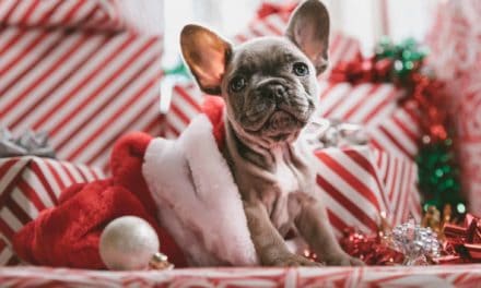 Surviving Christmas and pets, keep everyone happy!