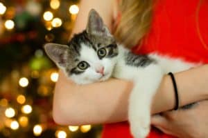 Surviving Christmas and pets