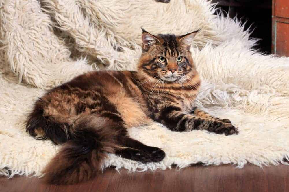 Maine Coon cat breed profile