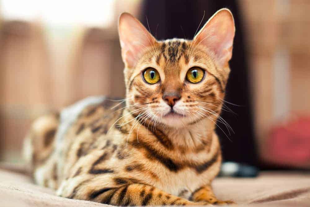 Bengal cat breed profile