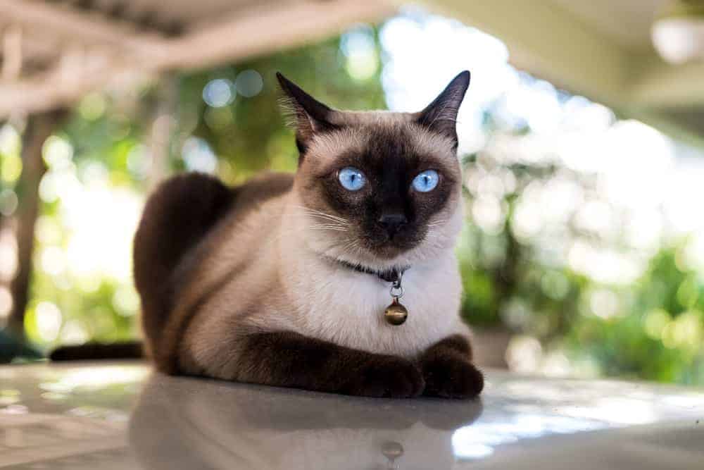 Siamese cat breed profile