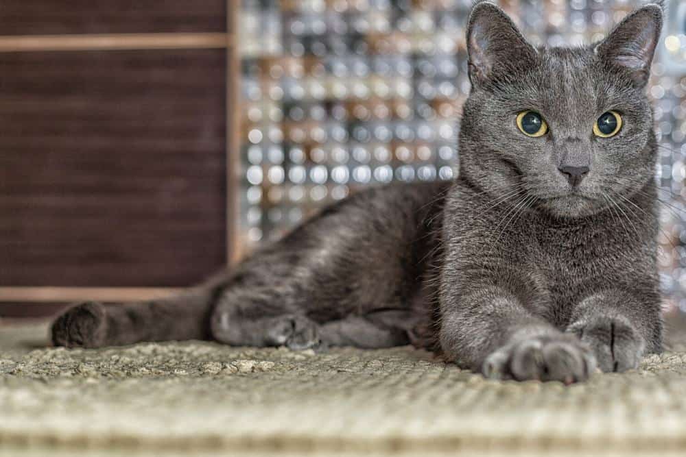 Russian Blue cat breed profile