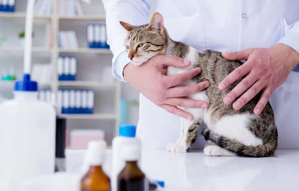 Why pet vaccination is so important