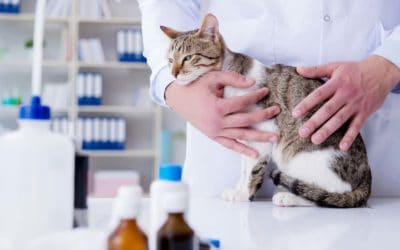 Why pet vaccination is so important