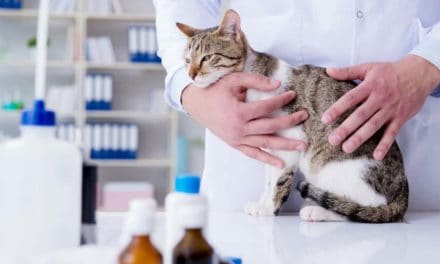 Why pet vaccination is so important