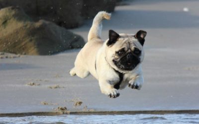 Your guide to pet-friendly destinations in Australia