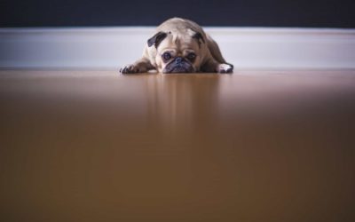 Dr Joanne Righetti ways to reduce pet stress