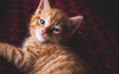 Most popular cat posts in 2017