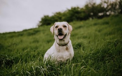 Most popular dog topics in 2017