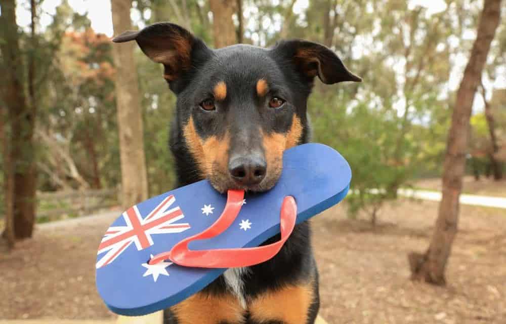 Top tips for a pet-friendly Australia Day