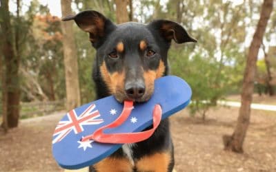 Top tips for a pet-friendly Australia Day