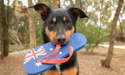 Top tips for a pet-friendly Australia Day