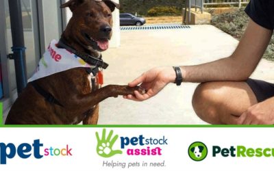 National Pet adoption day 2018