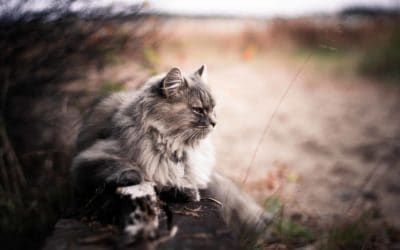 Rise in snake bite pet insurance claims
