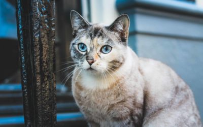 Early death for overweight cats