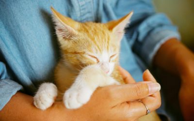 Kitty Klasses at Cafe Purrfection in Sydney