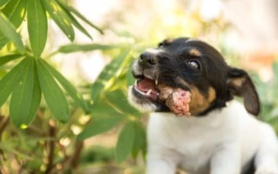 Feeding dogs raw chicken necks warning!