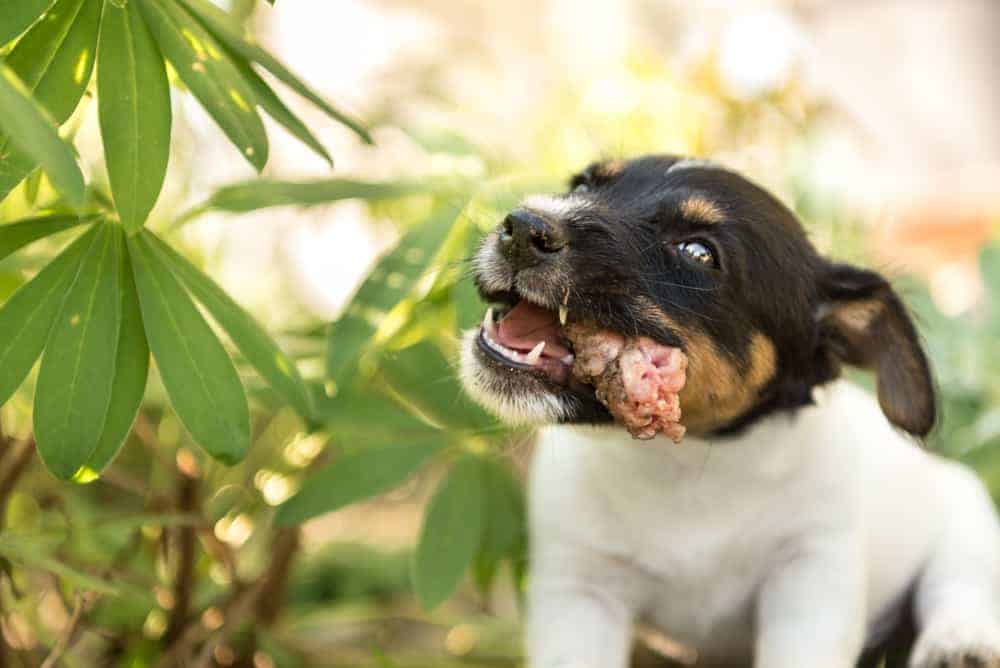 Feeding dogs raw chicken necks warning! - Pets4Life Dog Training