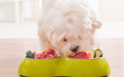 Raw food for dogs what you need to know