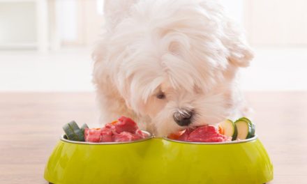 Raw food for dogs what you need to know