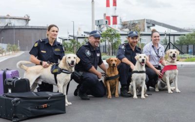 Detector dog capability increases in Australia