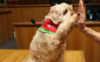 Manly Courthouse puts Delta Therapy dog Hugo on trial