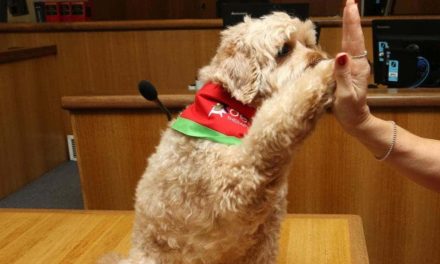 Manly Courthouse puts Delta Therapy dog Hugo on trial