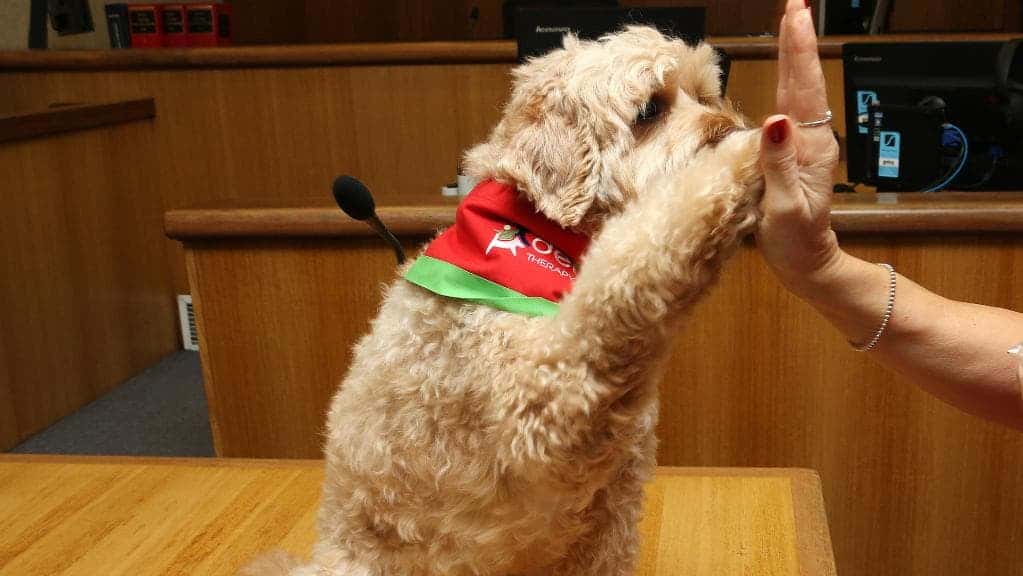 Manly Courthouse puts Delta Therapy dog Hugo on trial