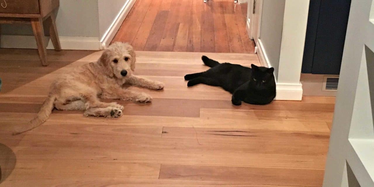 Kelly Giles shares 3 tips for introducing a puppy to a cat