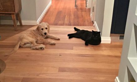Kelly Giles shares 3 tips for introducing a puppy to a cat