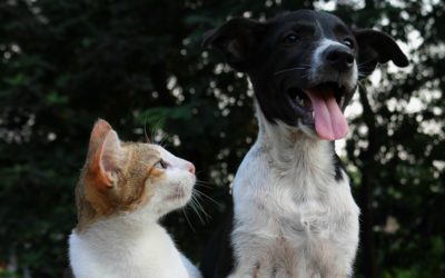 2018 International Day of Happiness is for dogs and cats too