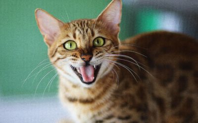 Archipaws pet portrait competition