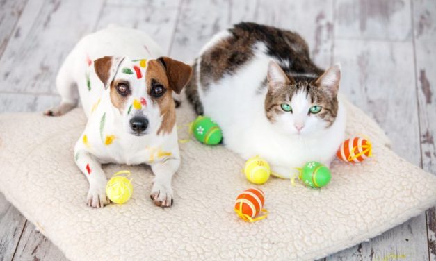 Enjoy Easter with your pets safely